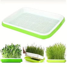 Charger l&#39;image dans la galerie, Sprouts Seedling Pot Mung Bean Sprout Without Lid