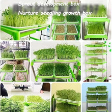 Charger l&#39;image dans la galerie, Sprouts Seedling Pot Mung Bean Sprout Without Lid